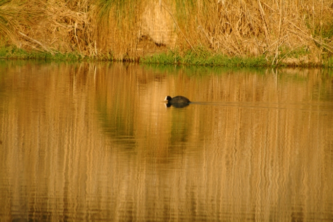 Riserva Regionale Lago di Posta Fibreno